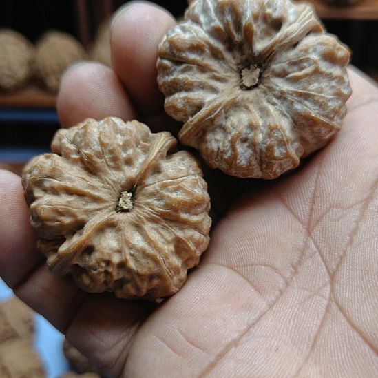 ㅤ***ㅤ完全开放蛤蟆头核桃