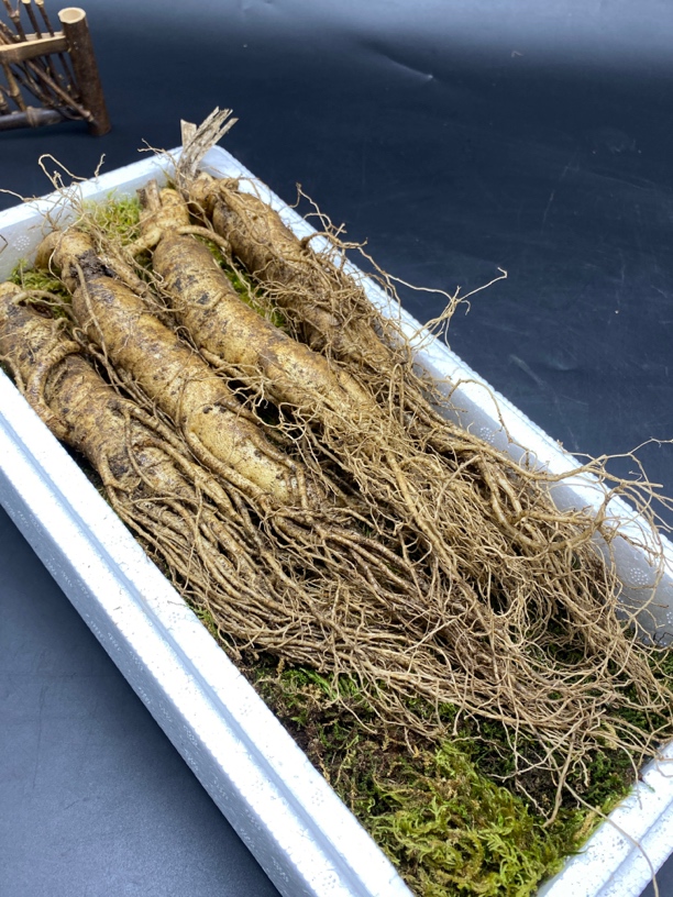 正宗长白山鲜煲汤泡酒滋补营养带土保鲜晒参