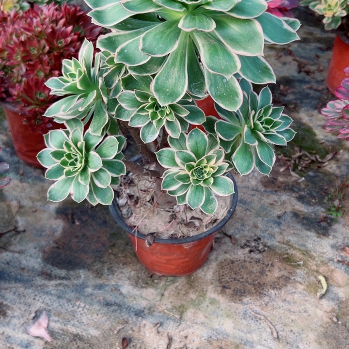 30绿玫瑰多肉植物瑕疵