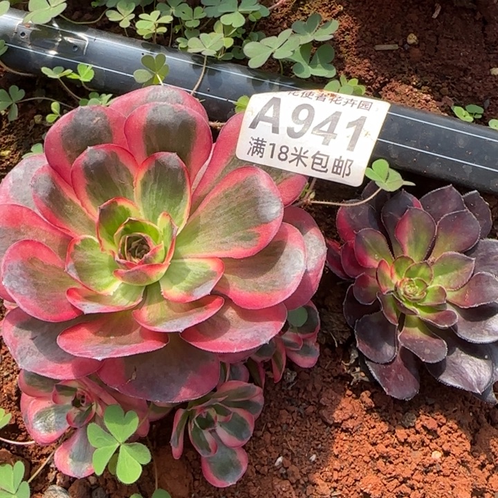 多肉法师淘宝福利