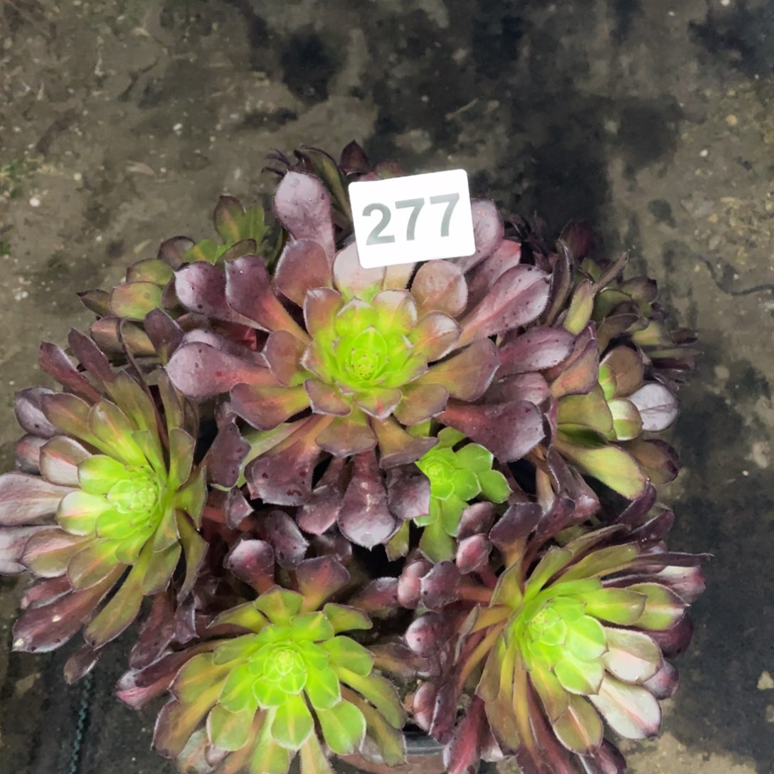 277号桐湖中班锦