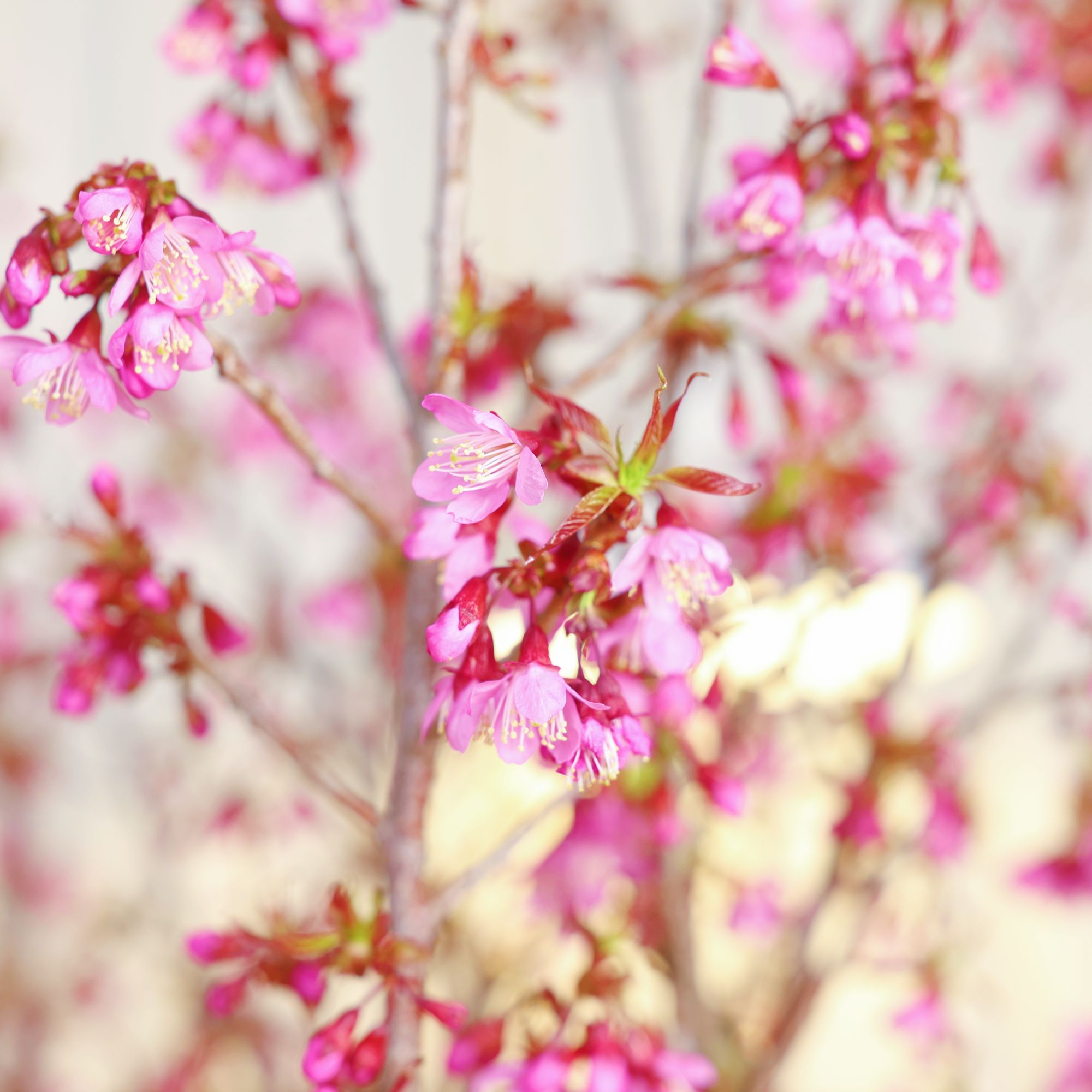 【樱花鲜切花】粉色开花花卉绿植好养鲜枝带花苞发