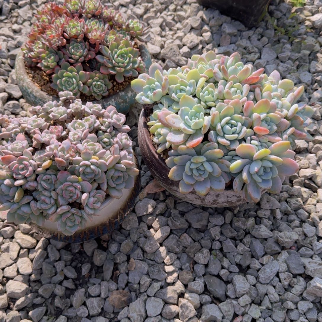 三颗肉肉带盆土300哇哇哇