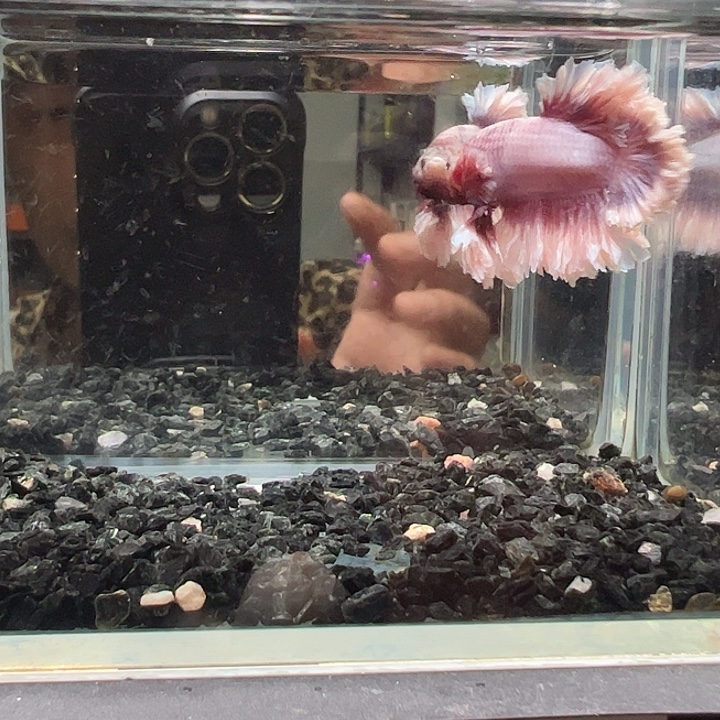 斗鱼跑单拉黑4日24