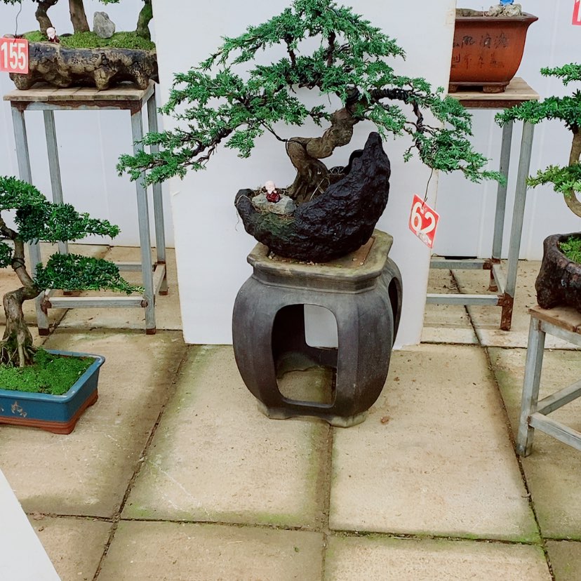 【闪购商品】济州真柏