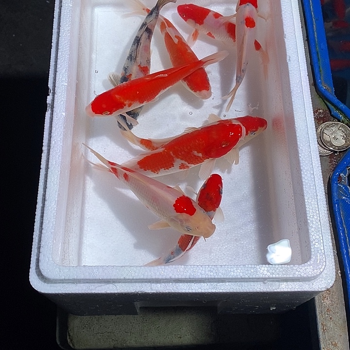 唔***,锦鲤纯种血统锦鲤观赏鱼