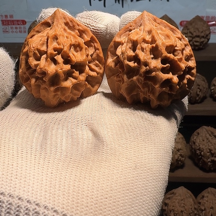 秦岭野生帝王官帽