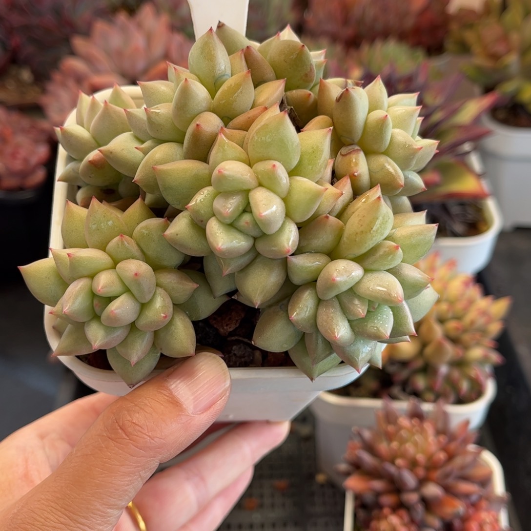 多肉植物0732 天冷必拍保温箱