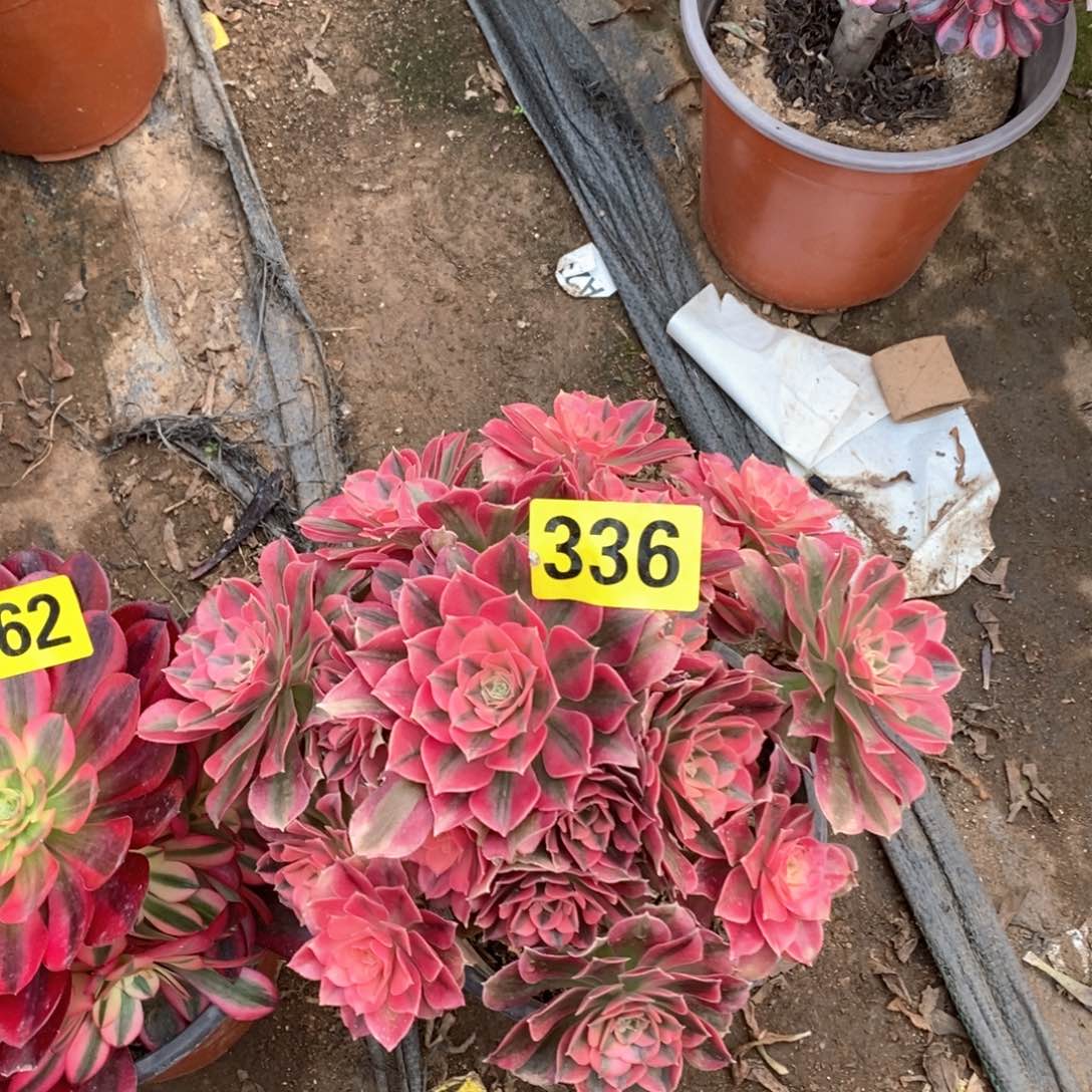 粉女巫手捧多肉336