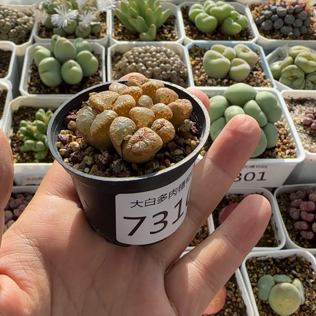 ๓***.7310 大白多肉植物园