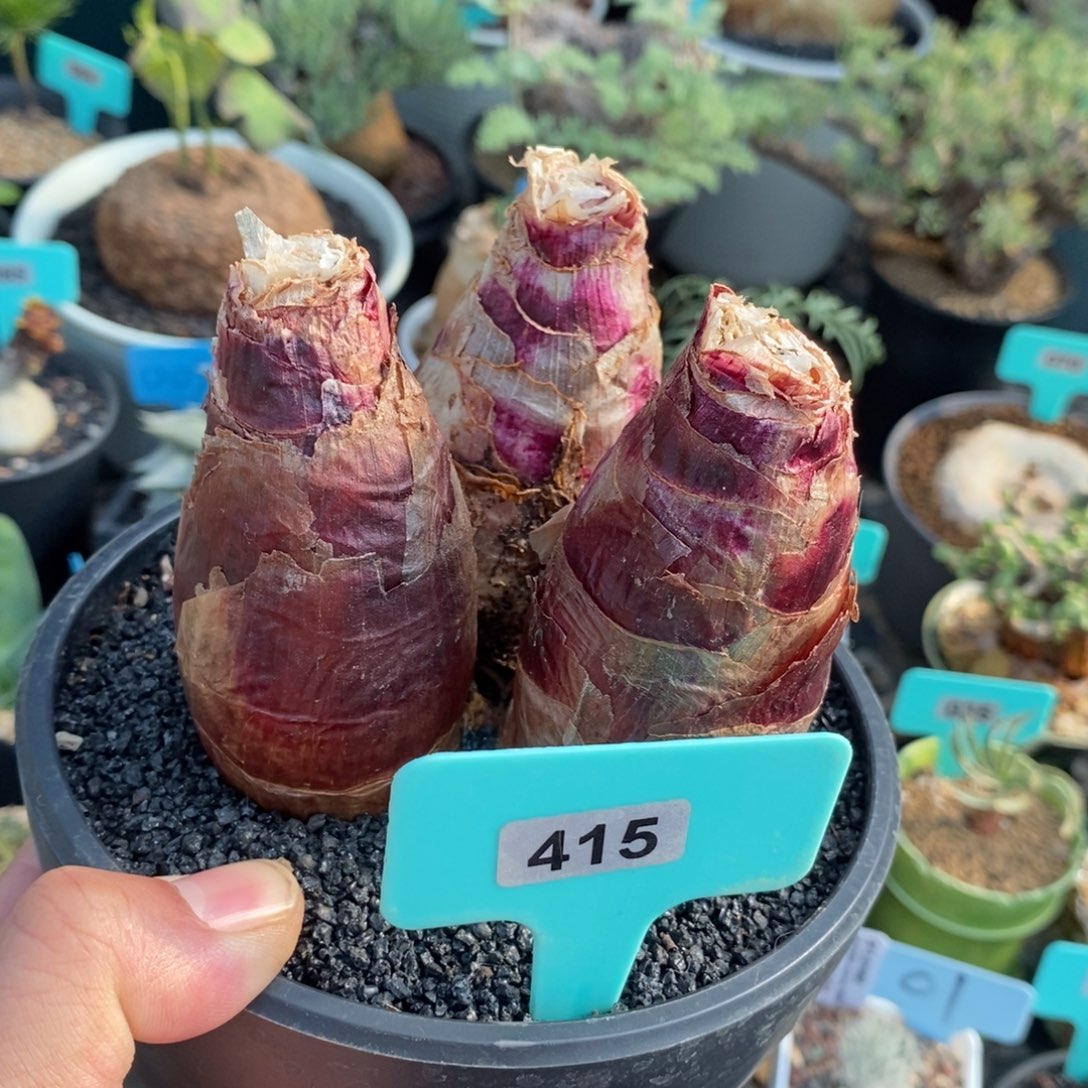 仙火花三头多肉植物