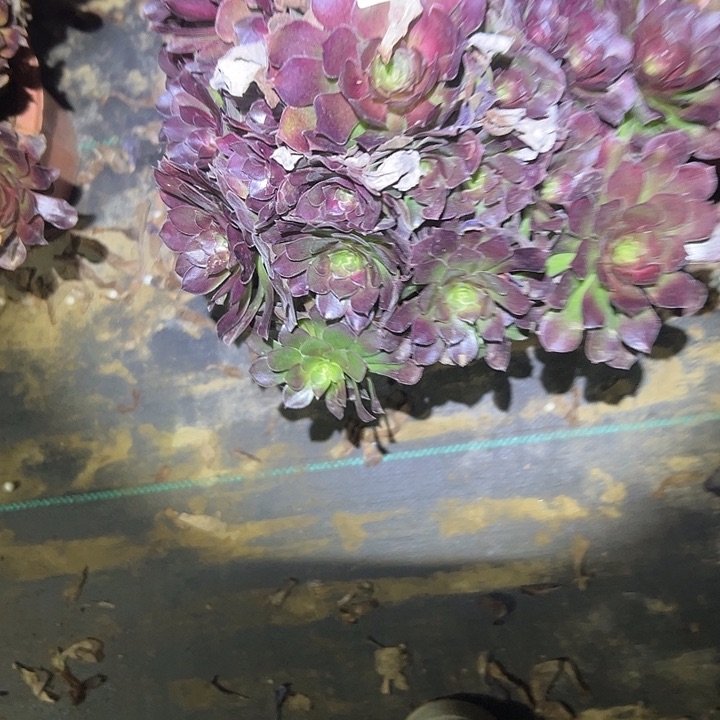 平****好多肉法师植物链接53