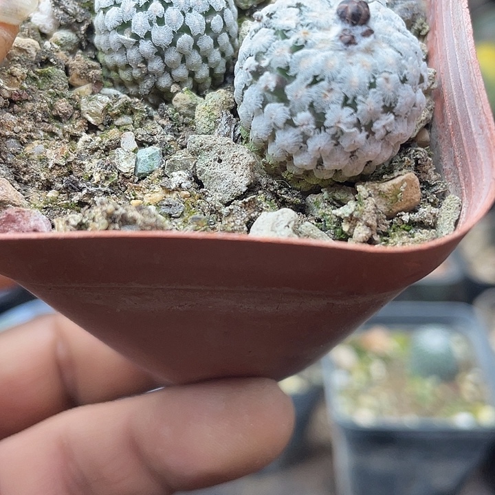 实生蔷薇丸一颗包邮