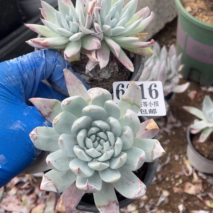 ?****手216号雪山杂多肉2颗