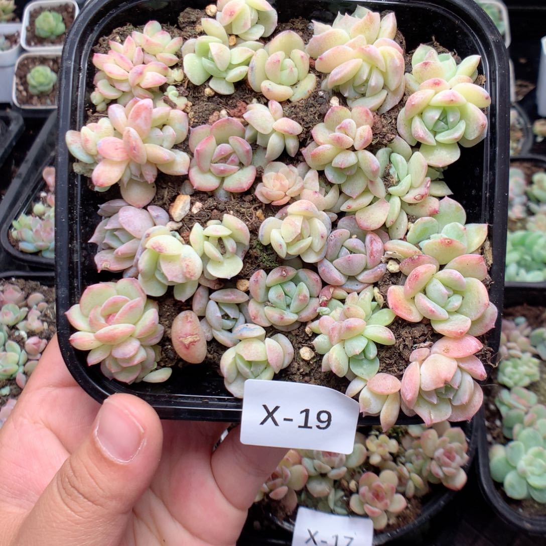 无花朵X19英语英语