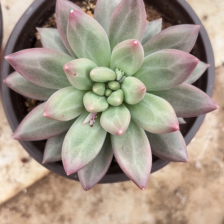 绿体胖虞（拍满18包邮）