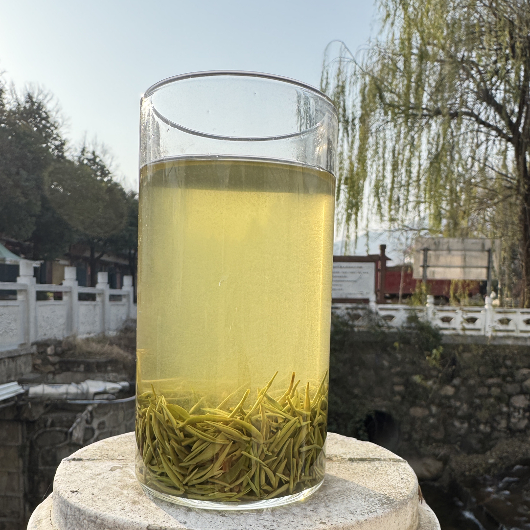 【白龙潭雨前早期小芽】信阳毛尖茶