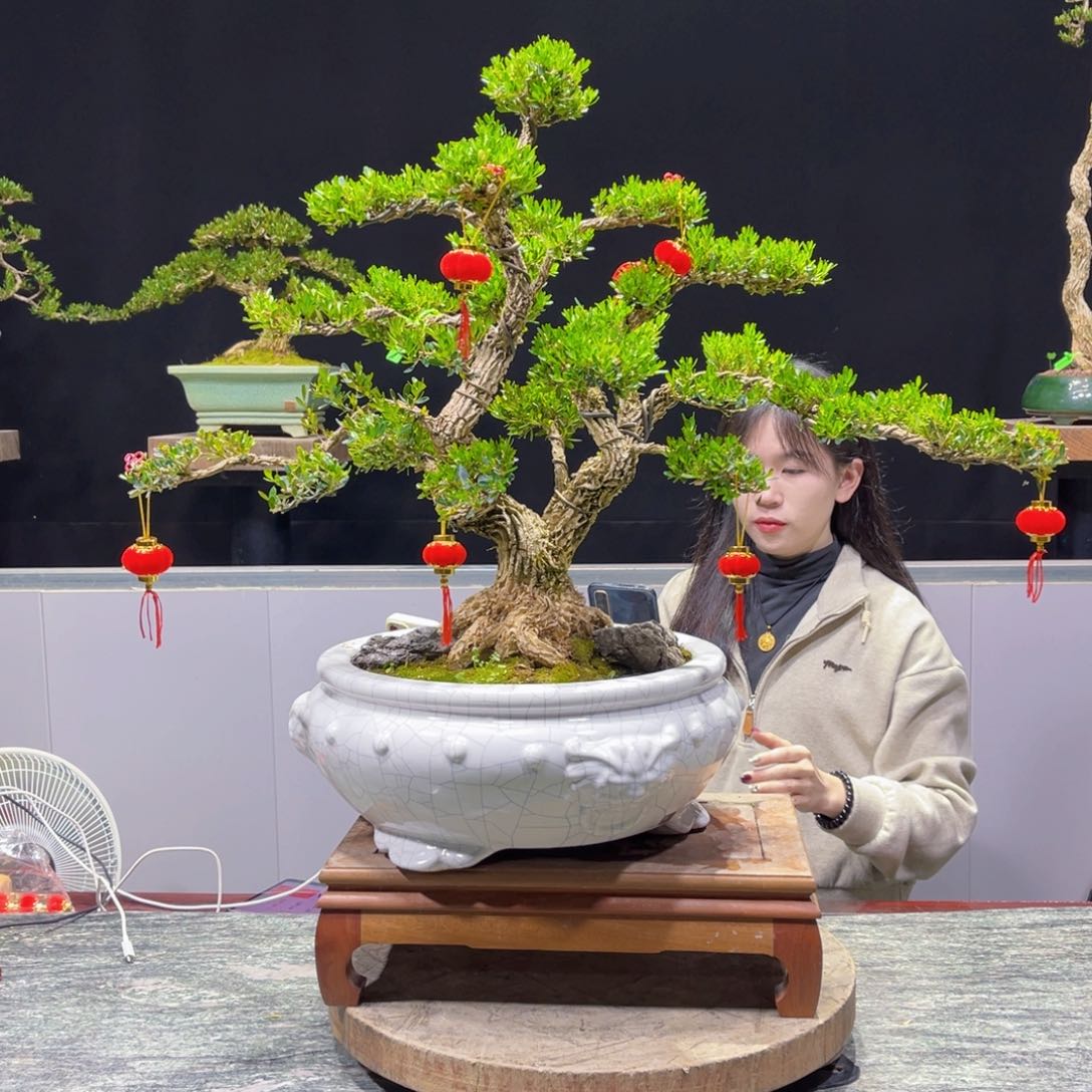 四季常青老桩黄杨盆景