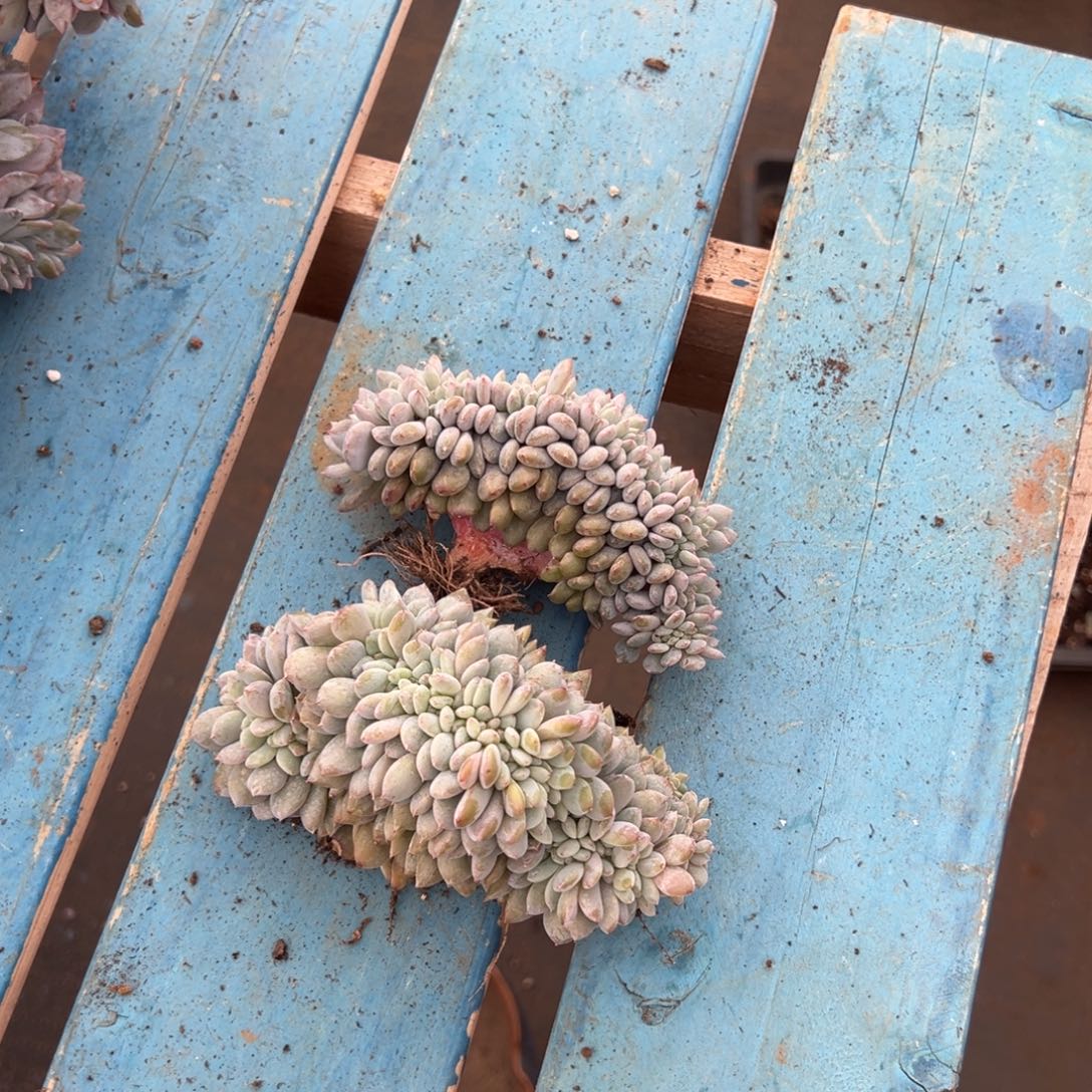 T***i缀化缀化呀呀呀呀呀呀呀呀