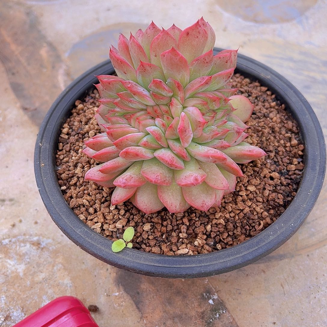 ?***?珍19缀化.多肉植物，