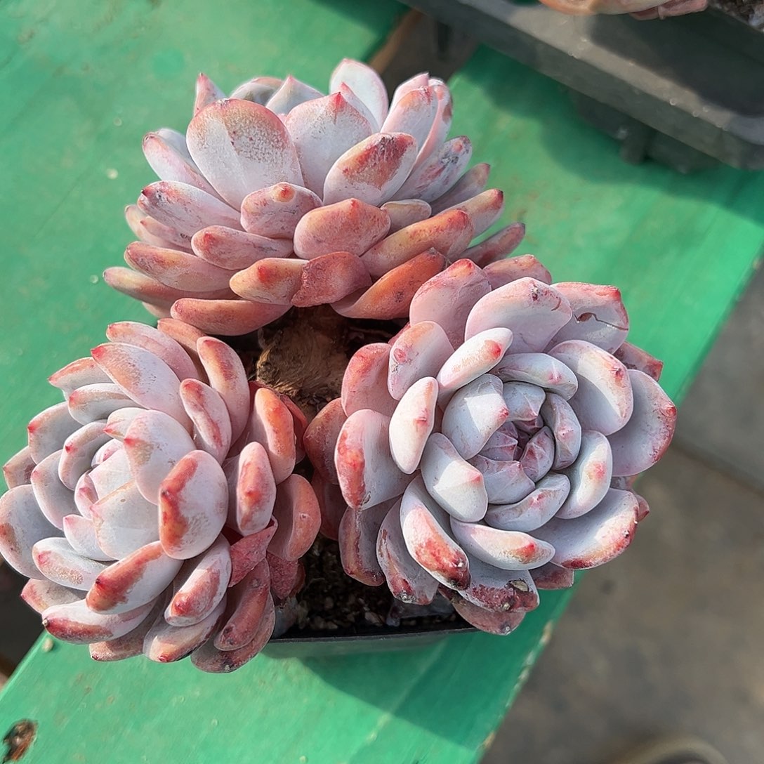 梦*?啊石榴籽星影小树福利有摘