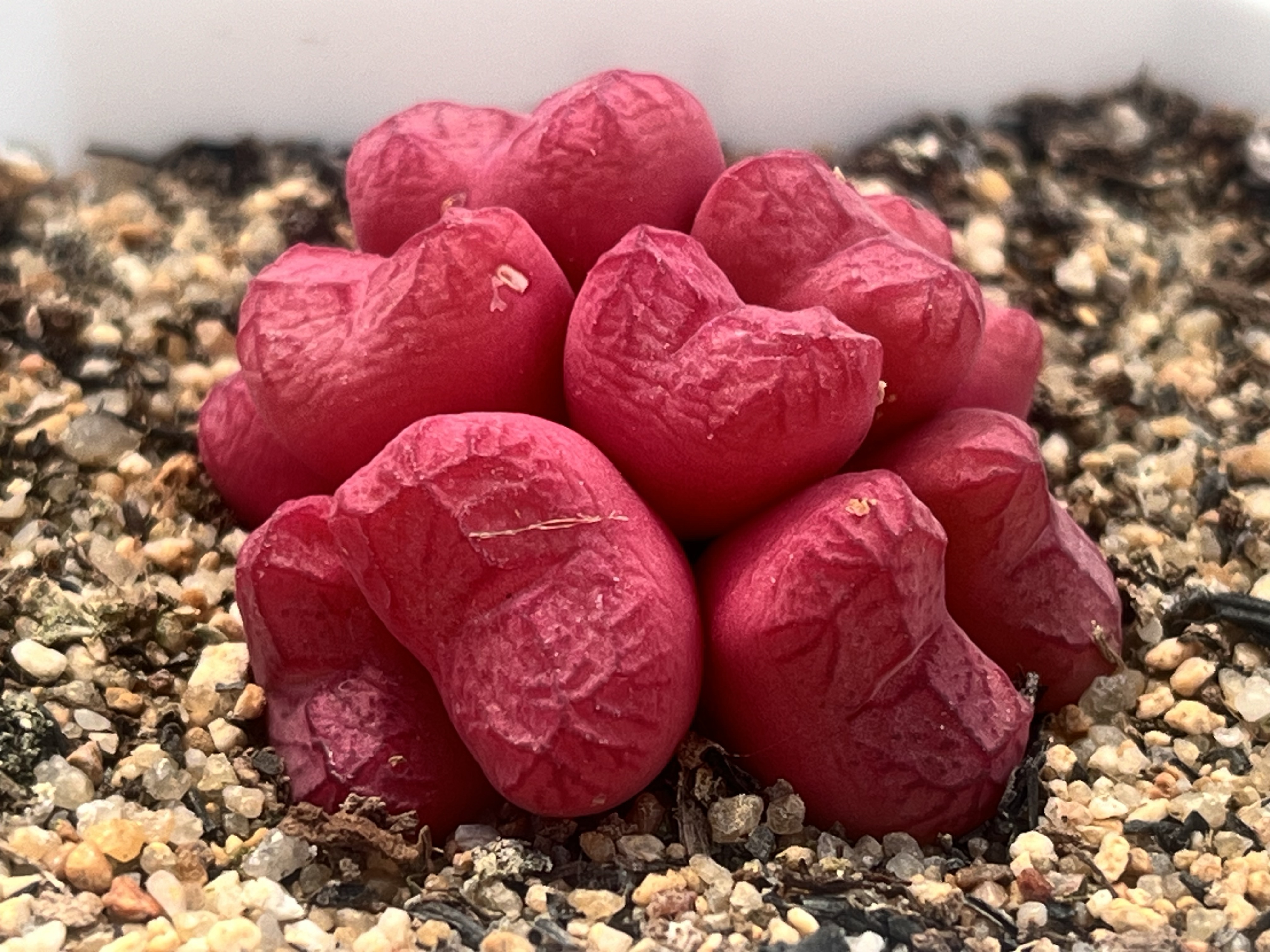 多肉植物  番杏科  肉锥  生石花 阳台植物 可爱萌物专拍链接