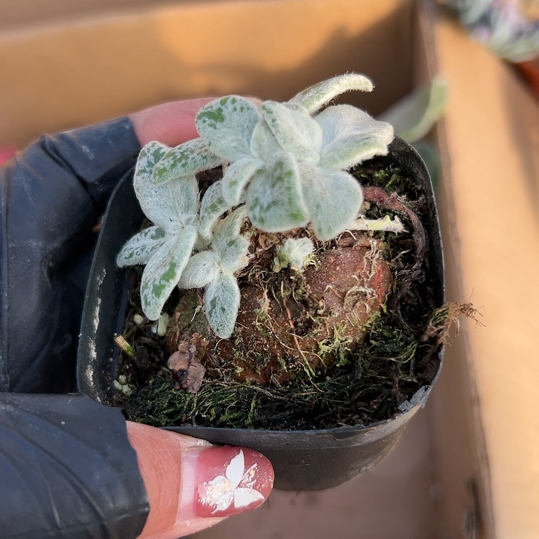 多肉植物红花断崖女王