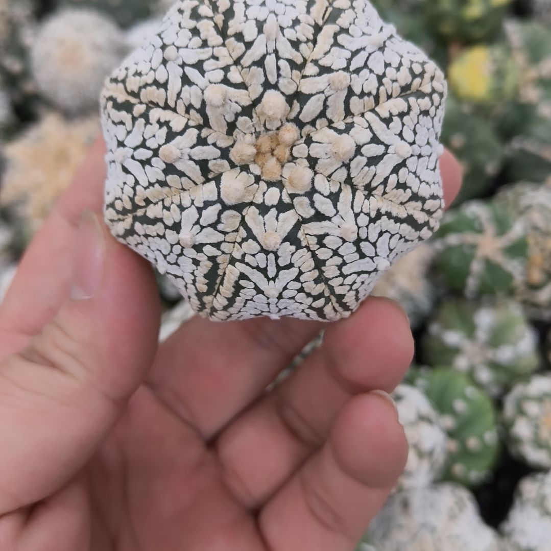 还星体连线高绒箭头V兜兜