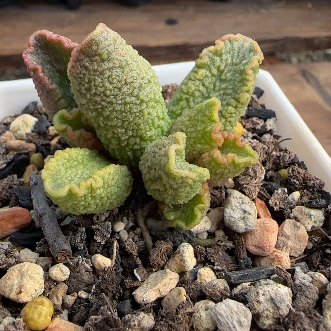 赤焰水泡，一物一拍