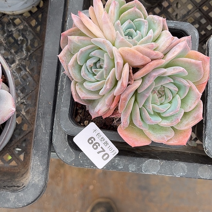 阿雅园艺。        6670冰魄