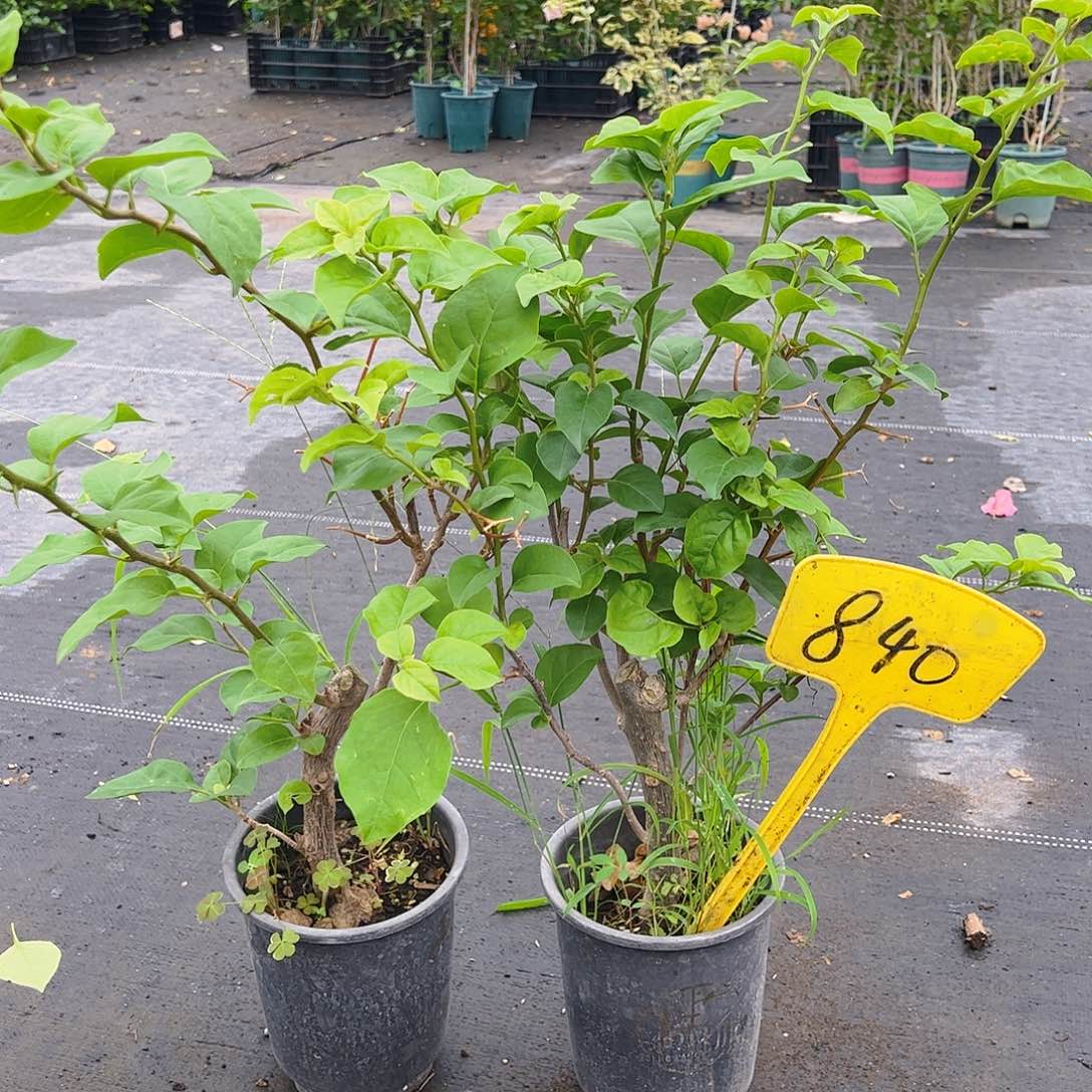 当前无花栽培后可以开花三角梅一颗，10