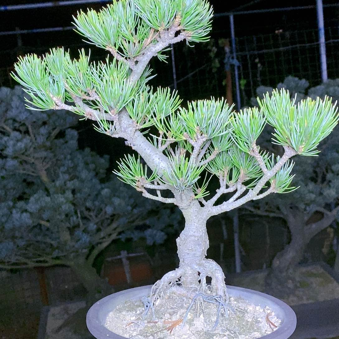 【闪购商品】无花朵