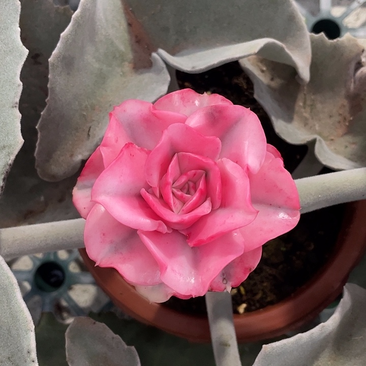 大和之舞锦一物一拍锦龙