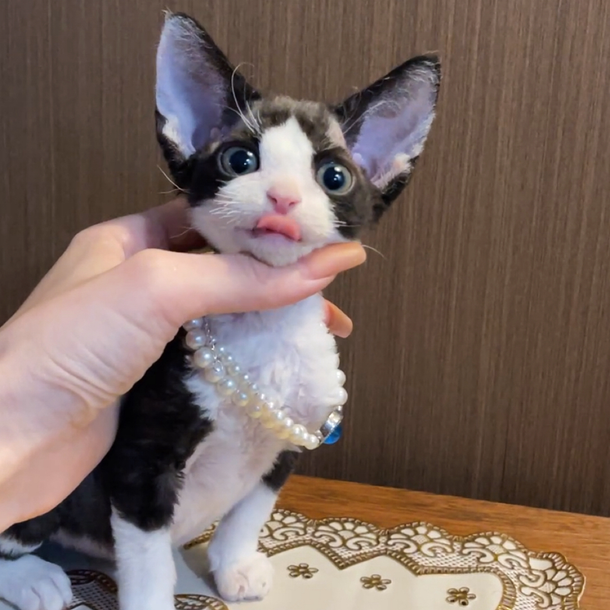 黑白正八开爆毛妹妹德文卷毛猫