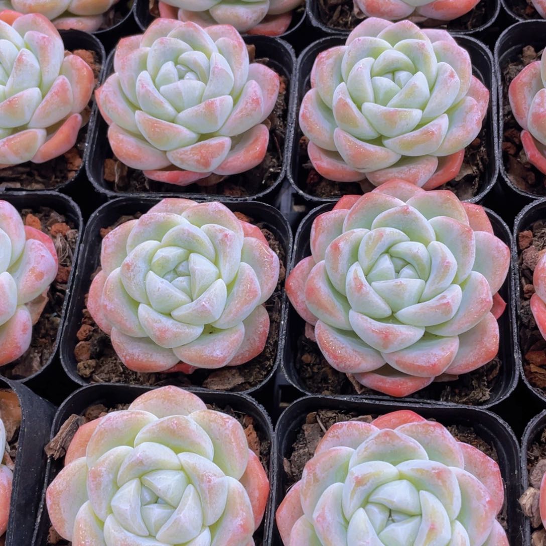 量拍141号 樱花钻石冰玉单头一个