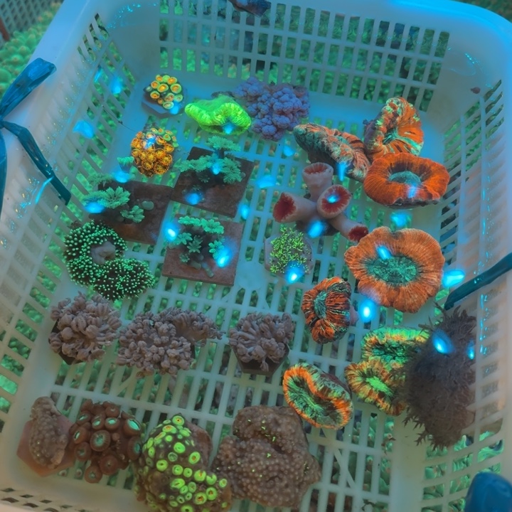 小***慌奶嘴海葵纽扣➕草皮11111