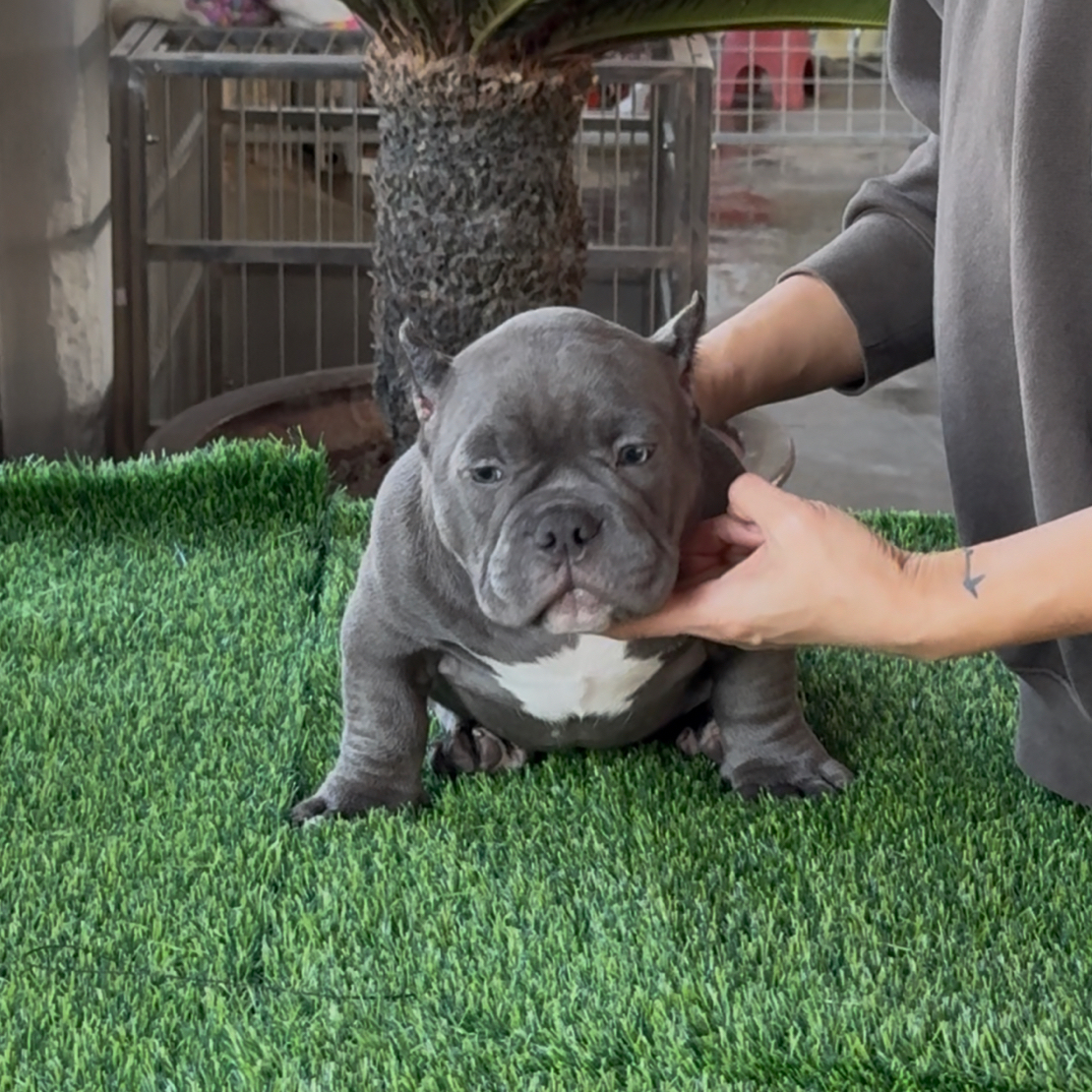 61家一物一拍宠物蓝色恶霸犬弟弟