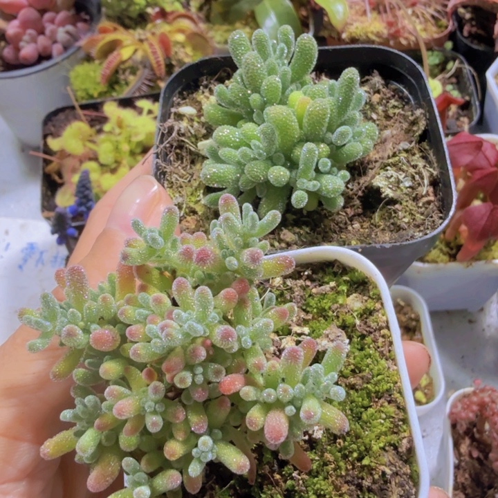 紫水晶➕冰晶枝干一组