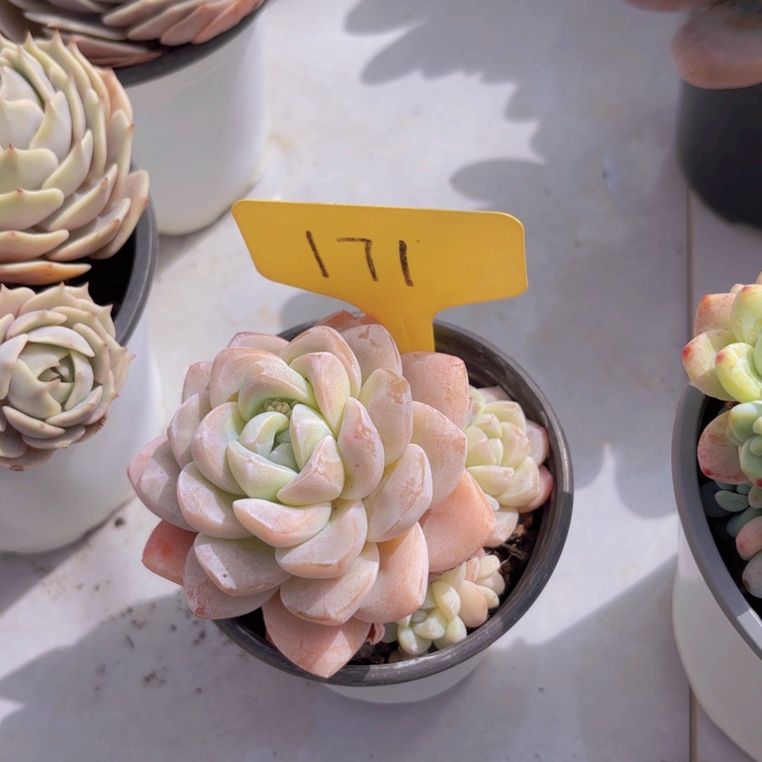 啦啦啦啦啦啦啦啦