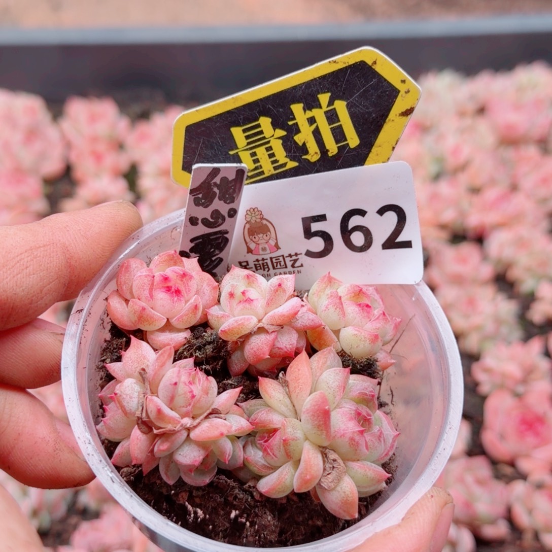 多肉植物多肉植物