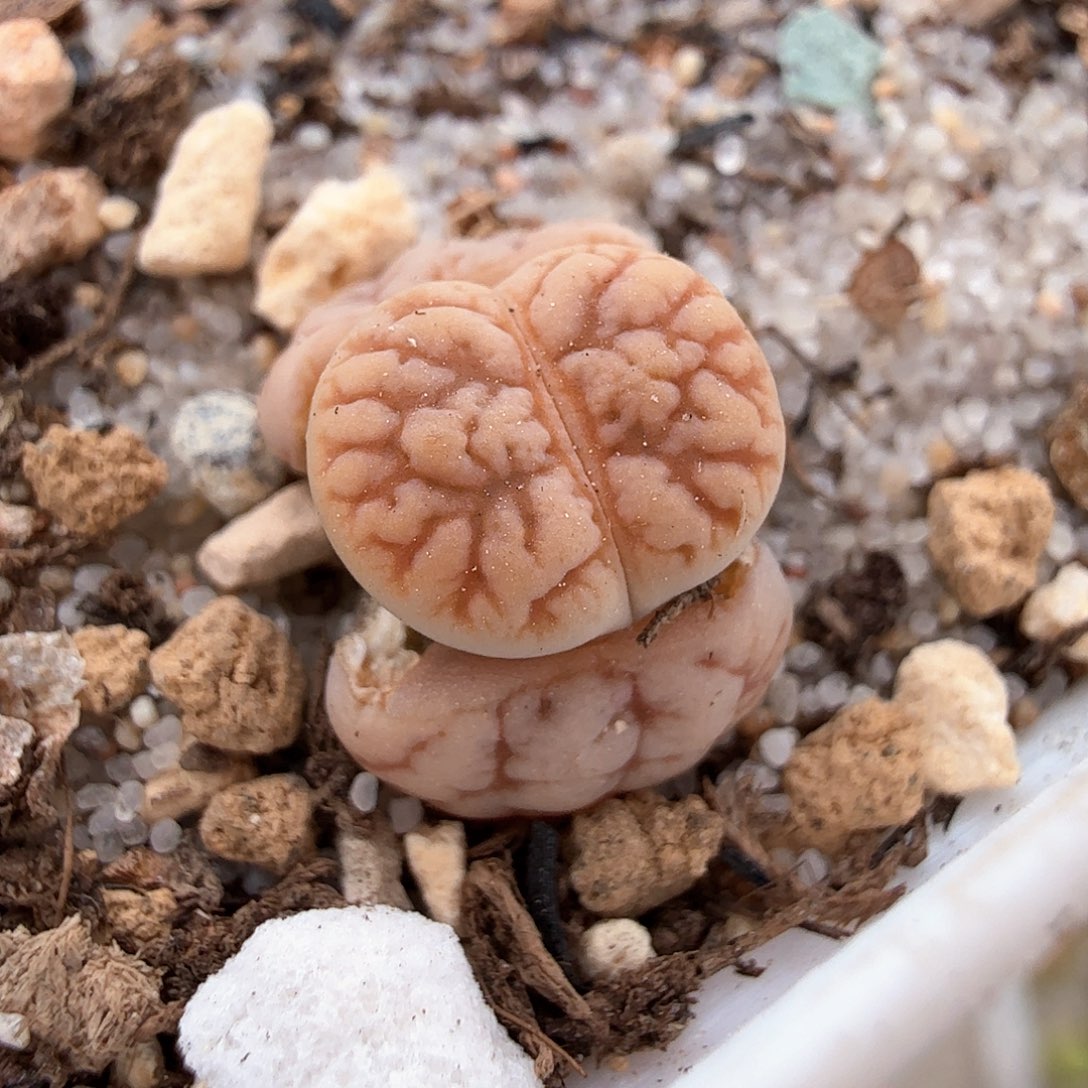3.18.46/花叔种源261/多肉植物