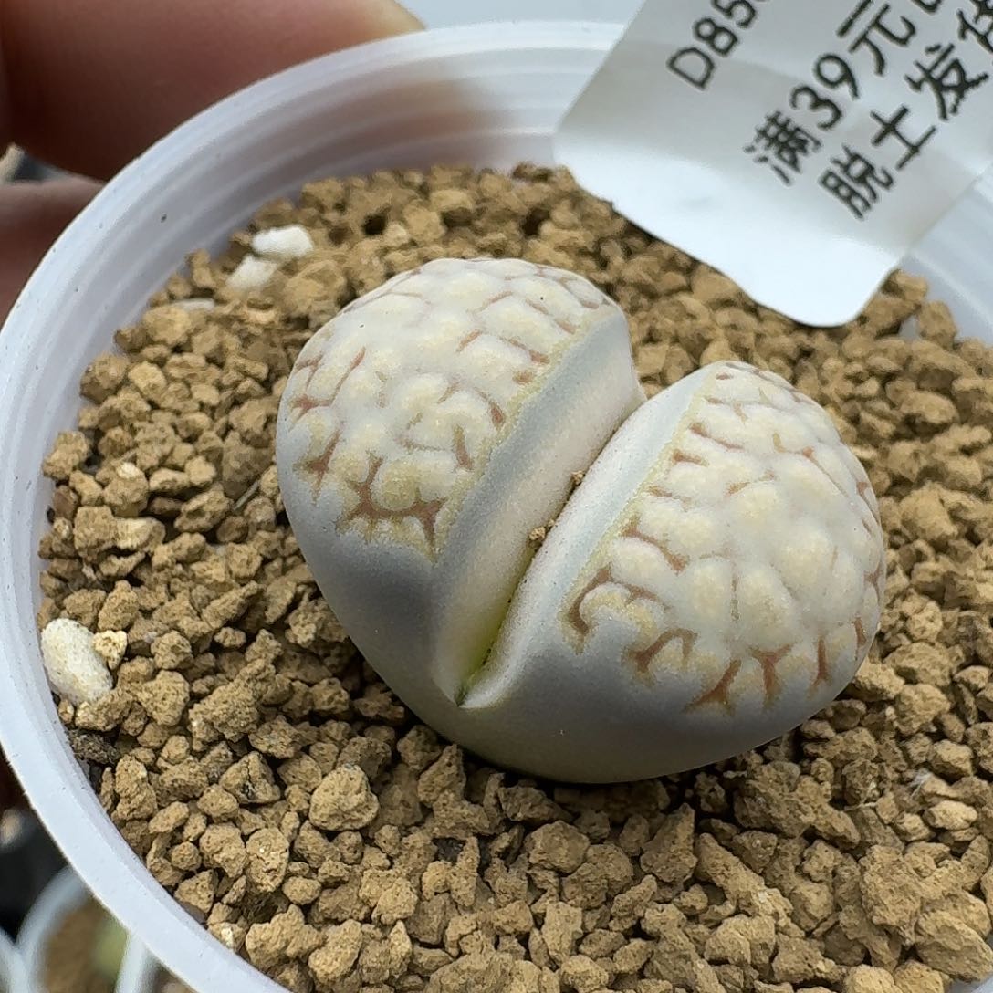 853多肉哈哈哈哈哈哈哈哈哈