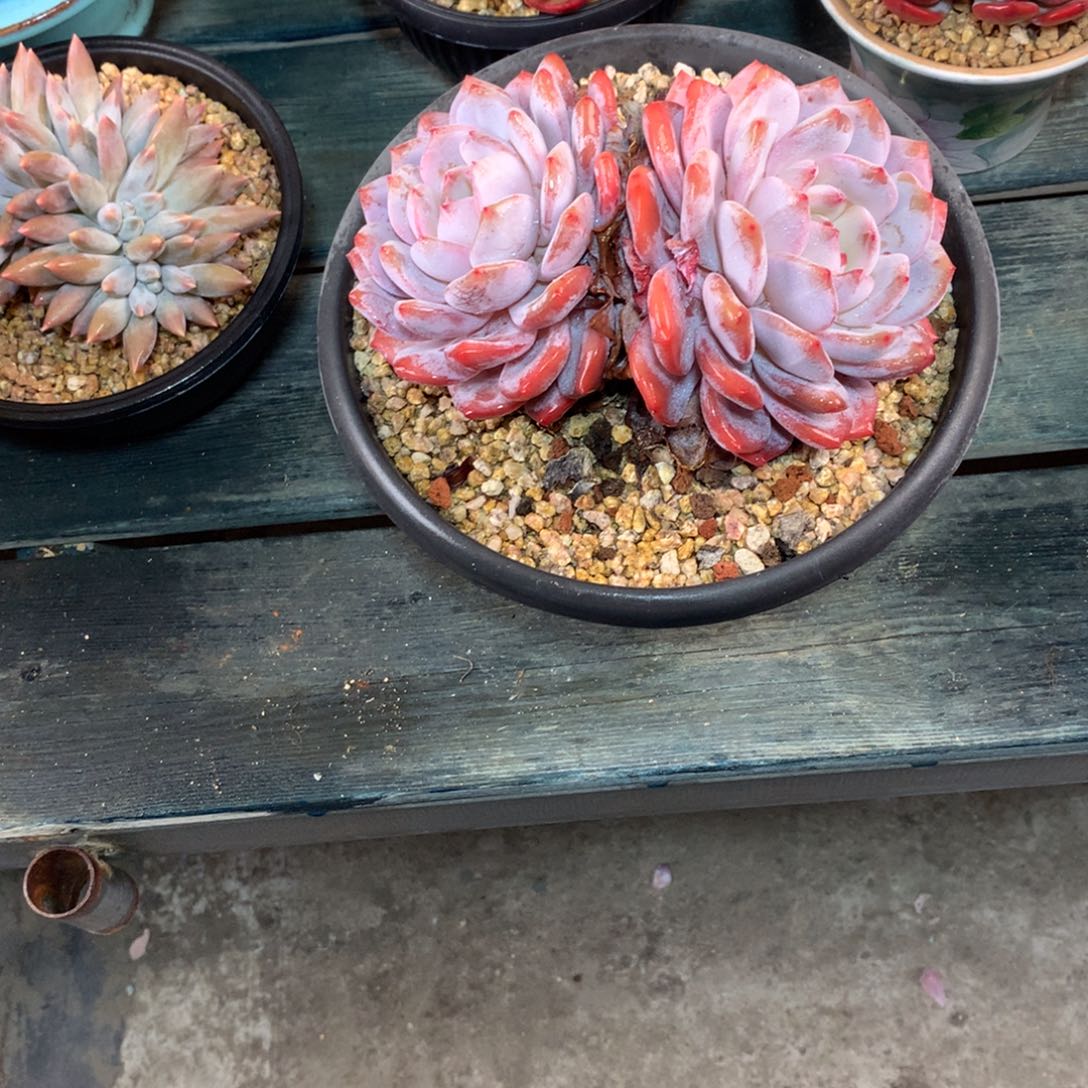 d***o一物一拍一物一拍