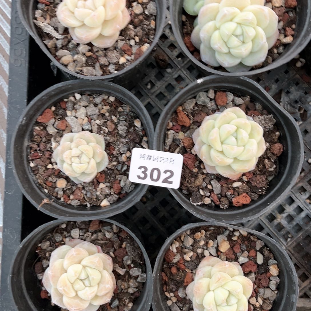 阿雅园艺。       302