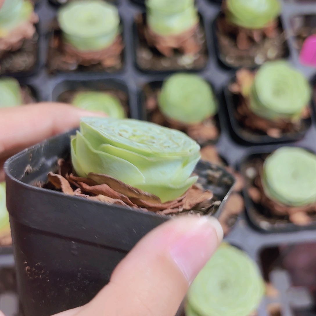 精品玫瑰多肉植物