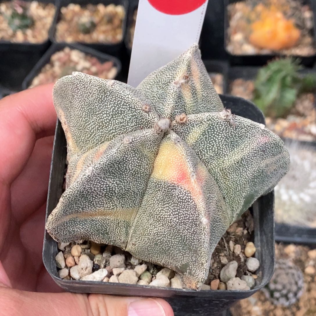 银沙鸾凤玉锦7.5cm