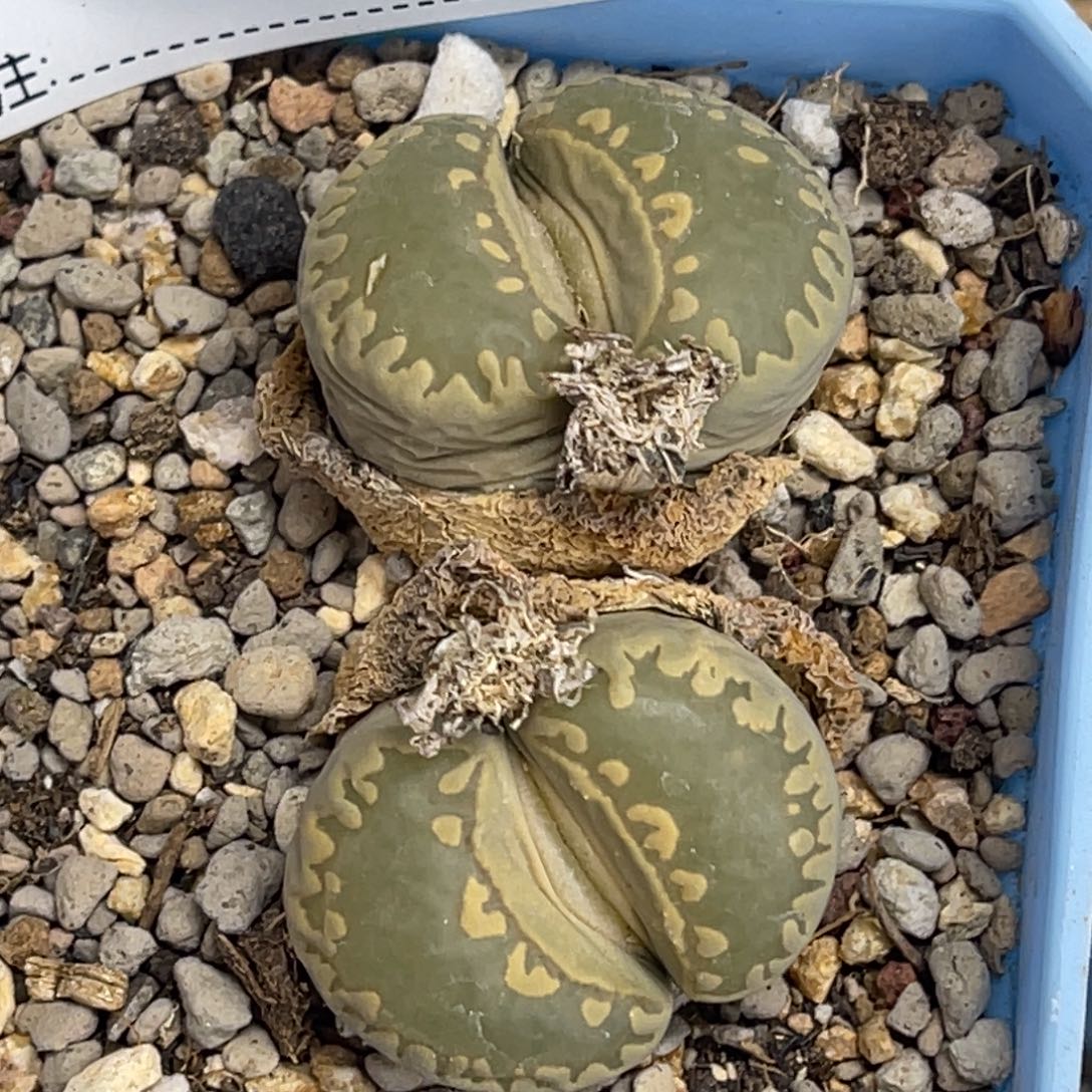 9750双头大牙1母本