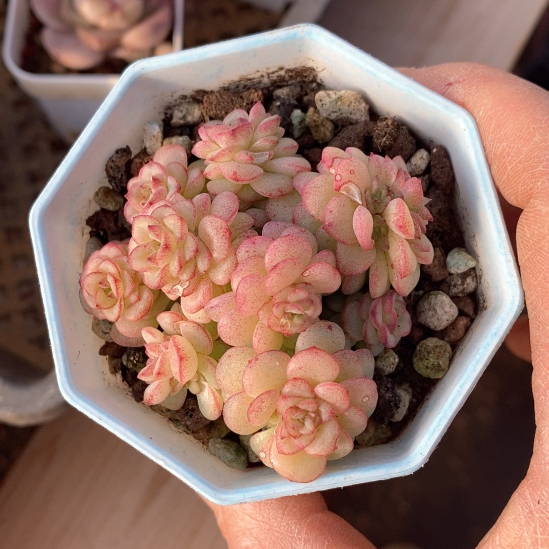 精品多肉一物一拍不包整78