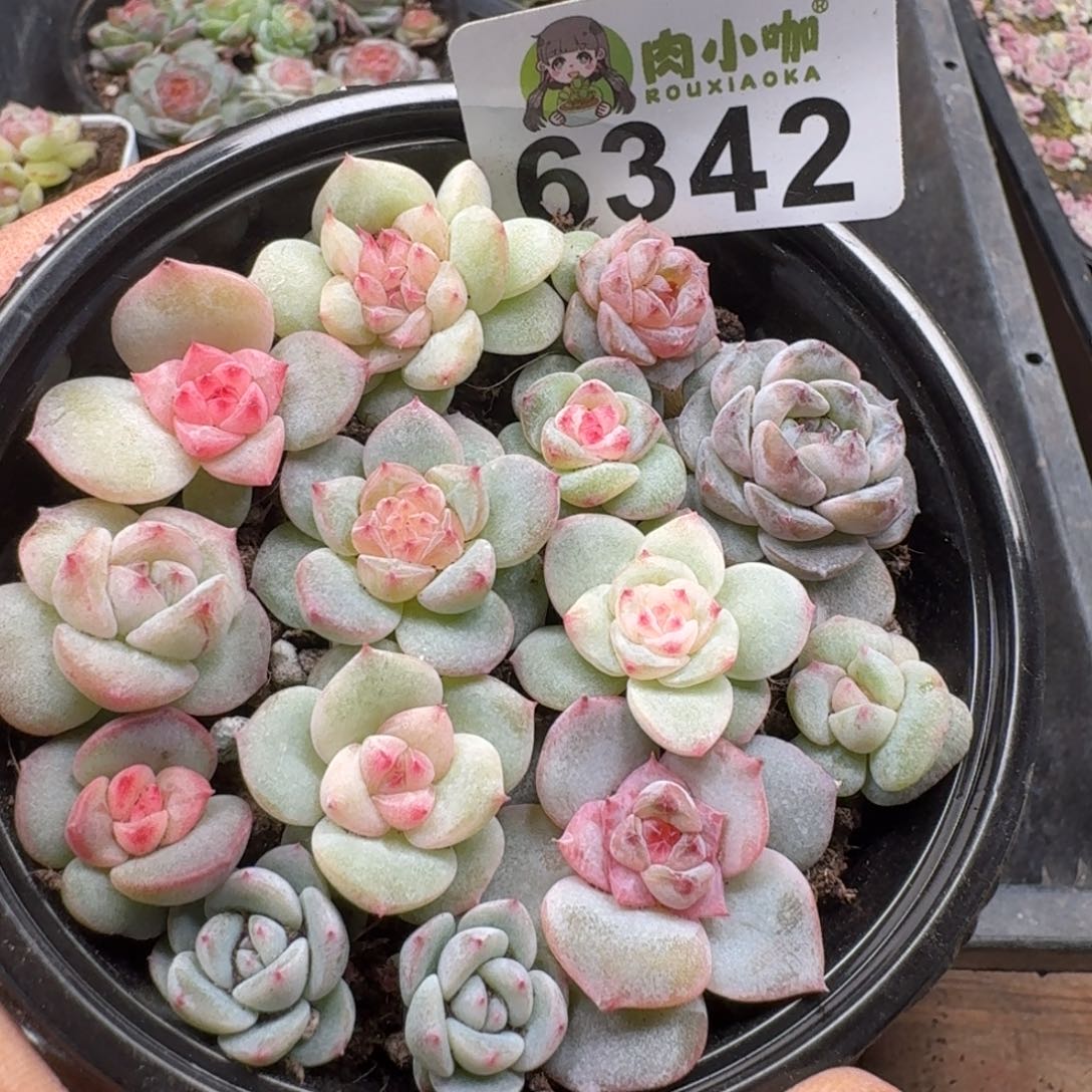 多肉植物多肉植物