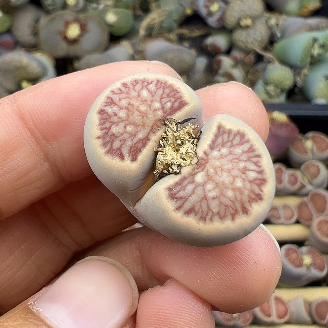 629美菊福利111111111111